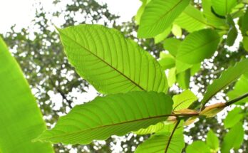 red malay kratom for muscle relaxation