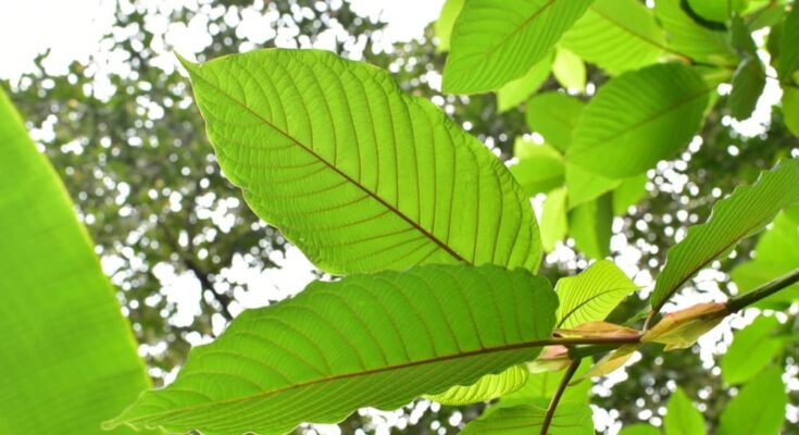 red malay kratom for muscle relaxation